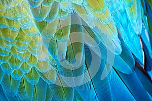 Abstract closeup of blue Macaw feather