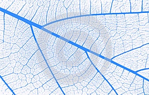 Abstract closeup of a blue and white leaf texture background