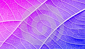 Abstract closeup of a colorful leaf texture background
