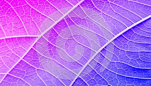 Abstract closeup of a colorful leaf texture background photo