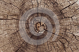 Abstract closeup of cross section of tree trunk. Vintage snag pattern. Wooden background. Empty space. Backdrop. Texture of brown