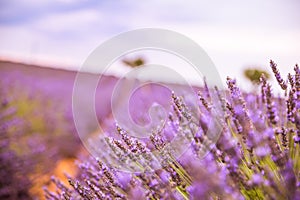 Abstract closeup flowers meadow nature. Spring and summer lavender floral field under warm sunset light, inspire nature