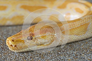 Abstract closeup of Gold python head