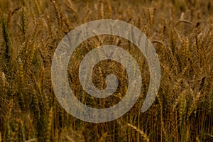 Abstract closeup golden wheat ears in field in summer