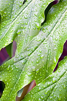 Abstract Closeup Of Green Plant Leaf With Water Droplets