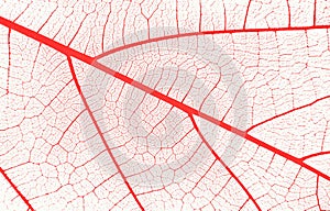 Abstract closeup of a red and white leaf texture background photo