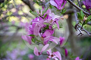 Abstract closeup of magnolia flowers bokeh background
