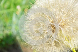 Abstract closeup of a meadow salsify