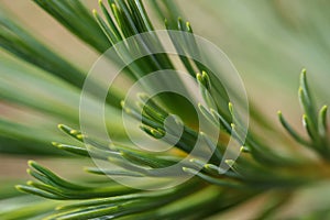 Abstract closeup of pine needles