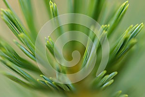 Abstract closeup of pine needles