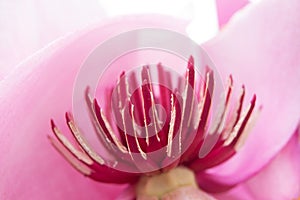 Abstract closeup of pink magnolia flower with fuchsia stamen or