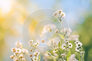 Abstract closeup of sunset summer flowers. Daisy flowers under sunlight for relaxing nature background