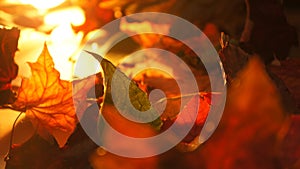 Abstract Closeup of Various Autumn Fall Leaves in Evening Light Background