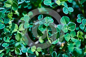 Abstract clover leaves background. Soft, selective focus. Blurred natural green background