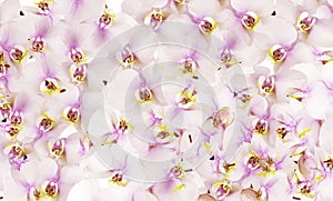 Abstract cluster of white, pink and yellow orchids