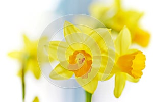 Abstract Cluster of Yellow Daffodils in Soft Focus