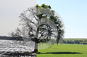 Abstract collage with different sides of tree with changing seasons from summer with green grass and to winter with cold whi