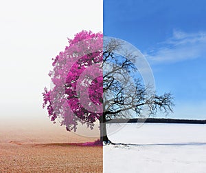 Abstract collage with mixed different sides of tree with changing seasons from summer to winter