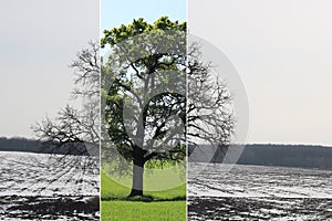 Abstract collage with mixed different sides of tree with changing seasons from summer and to winter with cold whi