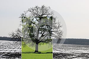 Abstract collage with mixed different sides of tree with changing seasons from summer and to winter with cold whi