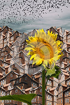 Abstract collage with a sunflower, houses and a flock of birds in the sky