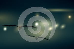 The abstract color background of group seagull flying