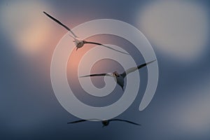 The abstract color background of group seagull flying