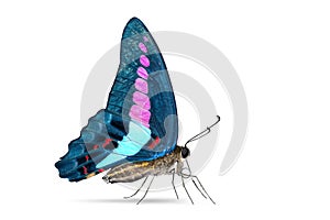Abstract color Common Bluebottle or Blue Triangle Graphium sarpedon butterfly