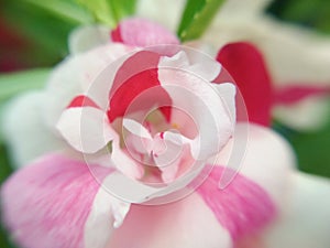 Abstract color of pink, red, white petal of Garden Balsam flower, macro