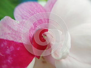 Abstract color of pink, red, white petal of Garden Balsam flower, macro