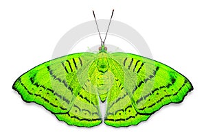 Abstract color Tabby Pseudergolis wedah butterfly butterfly