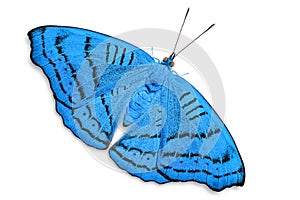 Abstract color Tabby Pseudergolis wedah butterfly butterfly
