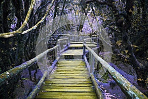 Abstract color of wood bridge in hill rain forest with moisture plant photo