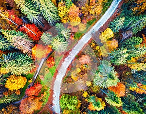 Abstract colorful above drone view of path in the middle of picturesque autumn forest on digital art concept, Generative AI