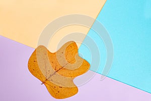 Abstract colorful backdrop with  tulip tree leaf. Liriodendron,  and geometric colored shapes, flat lay close up