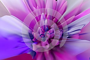 Abstract colorful blooming dahlia flower background Macro ant pink blue