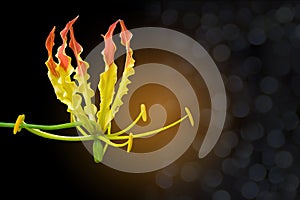 Abstract colorful of Climbing Lily,Turk`s cap, Superb Lily,Gloriosa superba flower with the bokeh, beam light, and lens, flare ef