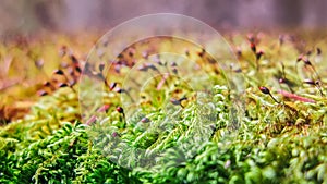 Moss macro shot.