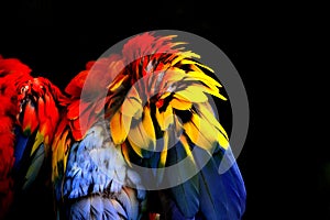 Abstract colorful feathers