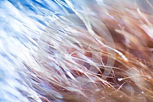 Abstract, colorful macro of a goat`s fur.
