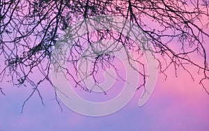 Abstract colorful sky with tree branches