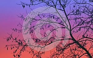 Abstract colorful sky with tree branches
