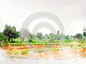 Abstract colorful tree landscape and field on watercolor illustration painting.