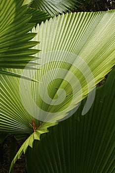 Abstract composition of cabbage palm leaves in south Florida.