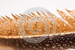 Abstract composition with colorful hen feather and water drops