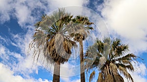 Abstract composition of set of palm trees and blue sky background