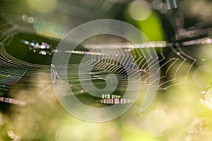 Abstract composition with spider web details