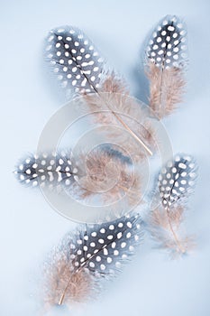 Abstract composition with spotted guinea hen feather with space for text
