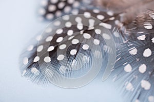 Abstract composition with spotted guinea hen feather with space for text