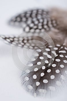 Abstract composition with spotted guinea hen feather with space for text